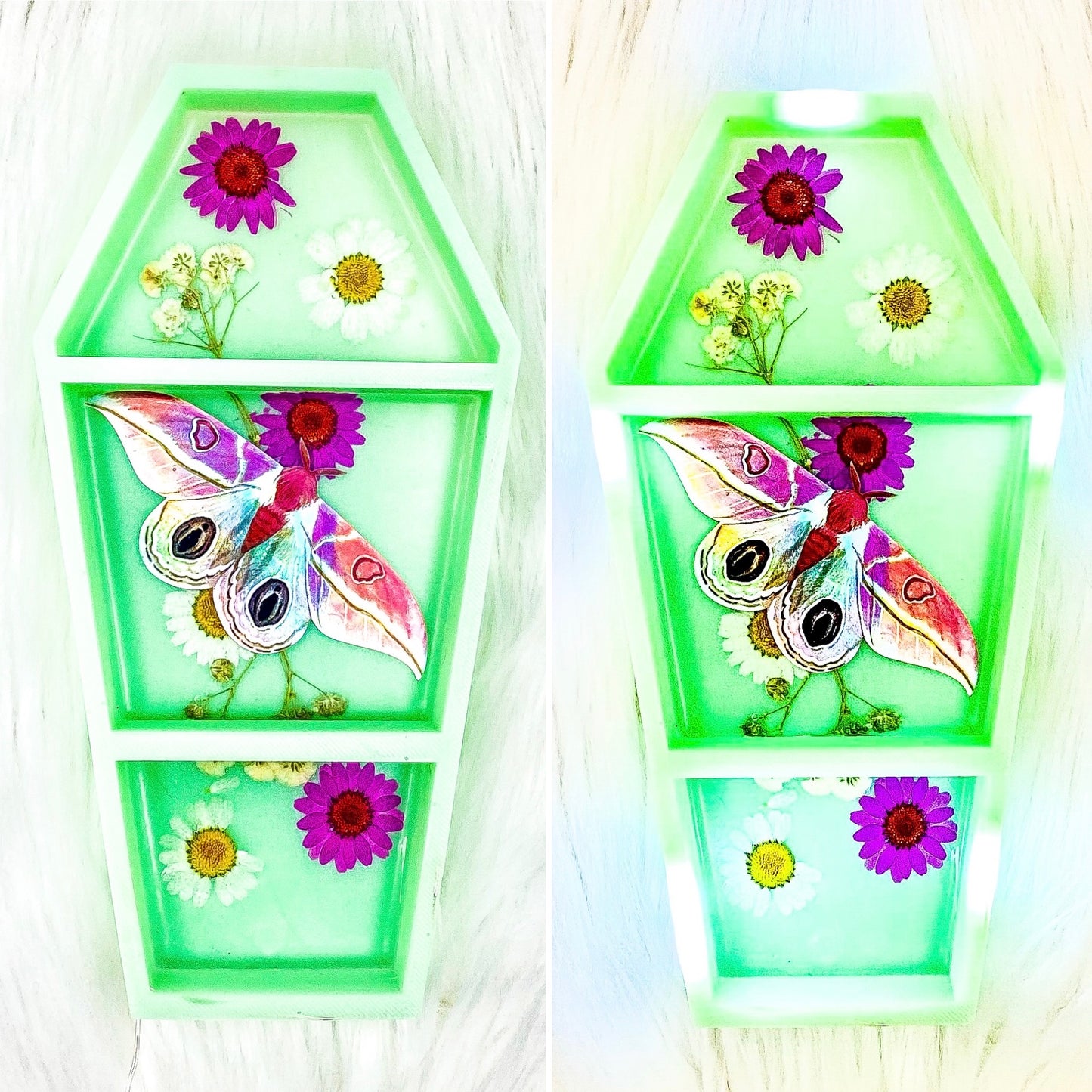 Strawberry Field Dognins Bullseye LED Coffin Shelf
