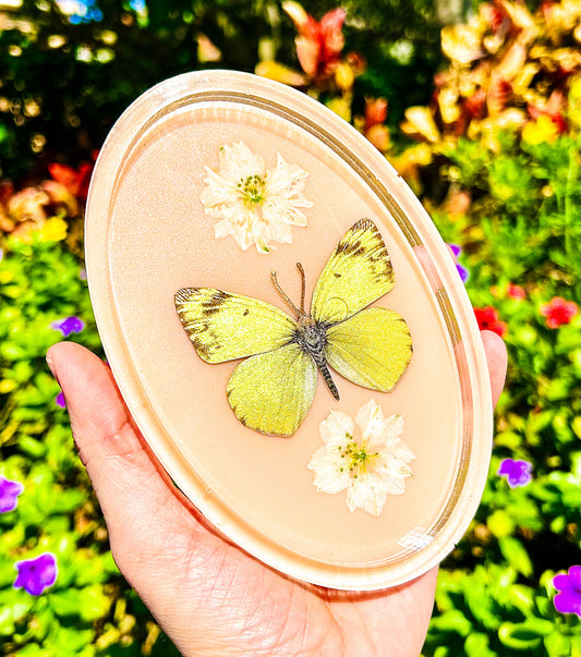 " Clouded Sulphur " Butterfly Tray