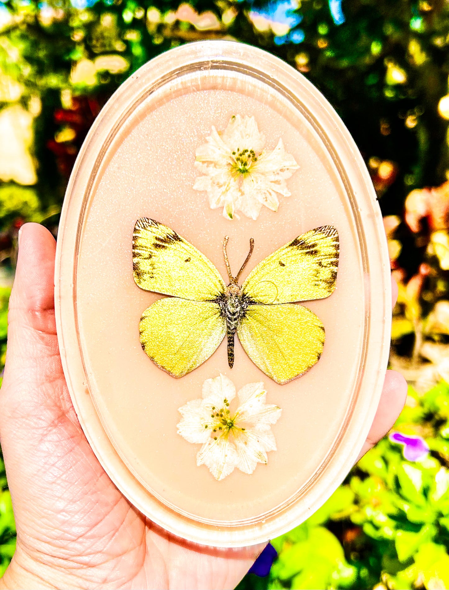 " Clouded Sulphur " Butterfly Tray