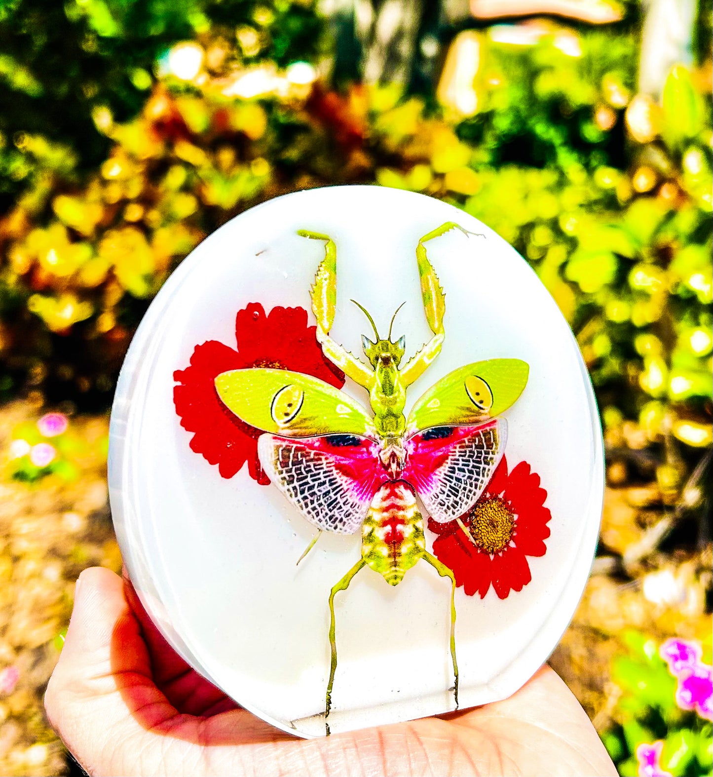 " Indian Flower Mantis " Free Form