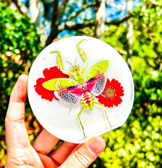 " Indian Flower Mantis " Free Form