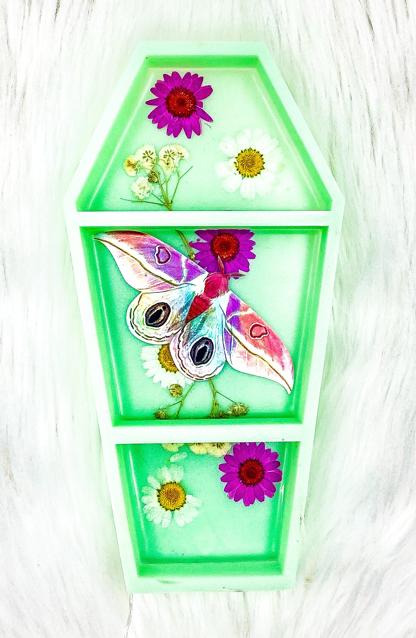 Strawberry Field Dognins Bullseye LED Coffin Shelf