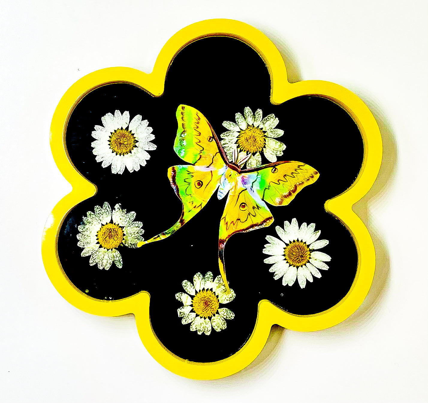 Holographic " South China Moon Moth " Flower Tray