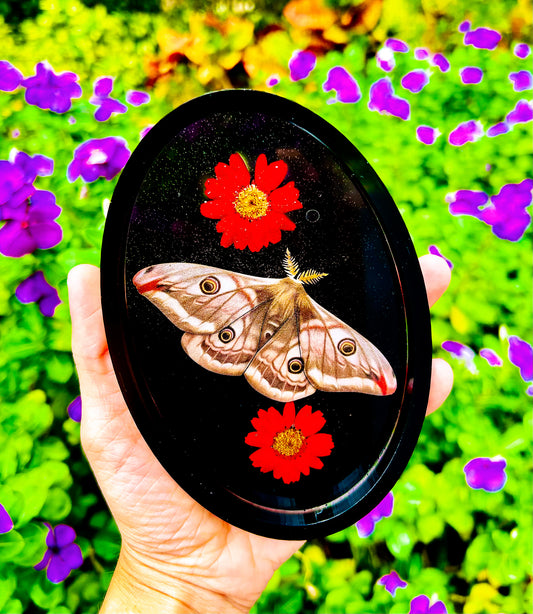 Cecropia Moth Jewelry Tray